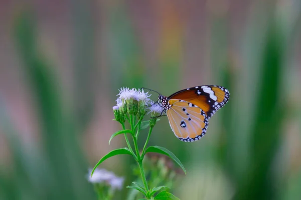 Крупный План Равнинного Тигра Danaus Chrysippus Бабочка Посещая Цветок Природе — стоковое фото