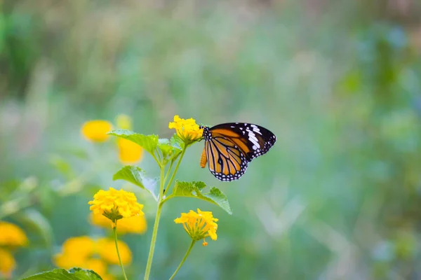 Imagens Borboleta Borboleta Bonita Flores Amarelas Esta Foto Contém Uma — Fotografia de Stock