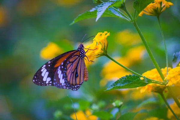 아름다운 나비입니다 사진에는 노란색 날개달린 아름다운 나비가 있습니다 귀엽고 최근에 — 스톡 사진