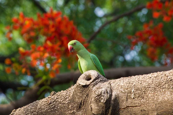 Ένα Rose Ringed Parakeet Σκαρφαλωμένο Στην Κορυφή Του Δέντρου — Φωτογραφία Αρχείου