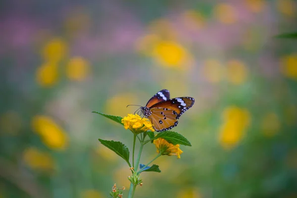 Großaufnahme Des Schmetterlings Plain Tiger Danaus Chrysippus Der Blumen Der — Stockfoto