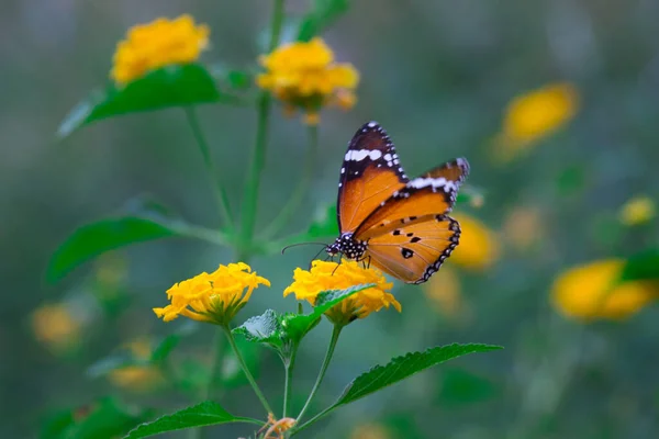 Gros Plan Papillon Tigre Des Prairies Danaus Chrysippus Visitant Fleur — Photo