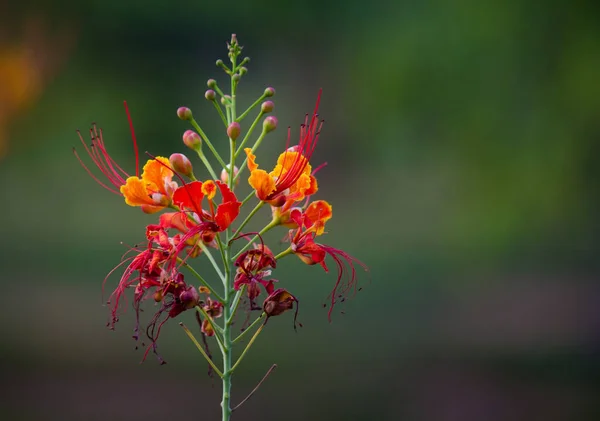 Flam Boyant Flame Tree Royal Poinciana Delonix Regia Una Especie — Foto de Stock