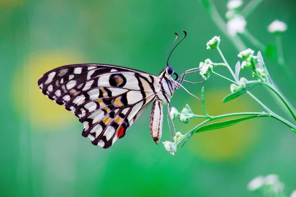 Papilio Schmetterling Oder Gemeiner Lindenfalter Sitzt Auf Den Blütenpflanzen Seiner — Stockfoto