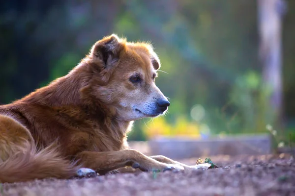 Cão Doméstico Descendente Domesticado Lobo Cão Derivou Lobo Antigo Extinto — Fotografia de Stock