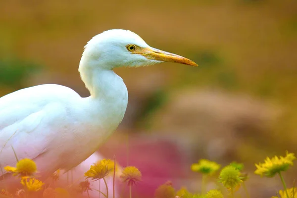 stock image Bubulcus ibis Or Heron Or Commonly know as the Cattle Egret is a cosmopolitan species of heron found in the tropics, subtropics,  and warm-temperate zones. It is the only member of the monotypic genus Bubulcus, 