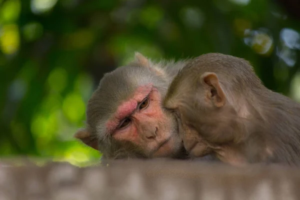 Les Macaques Rhésus Sont Des Primates Bruns Familiers Aux Visages — Photo