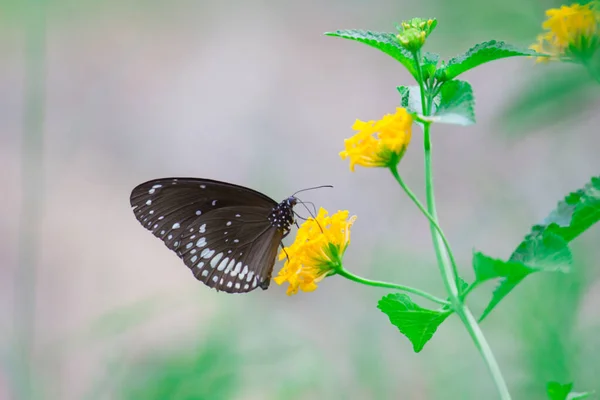 Euploea Núcleo Borboleta Corvo Comum Empoleirado Planta Flor Com Fundo — Fotografia de Stock