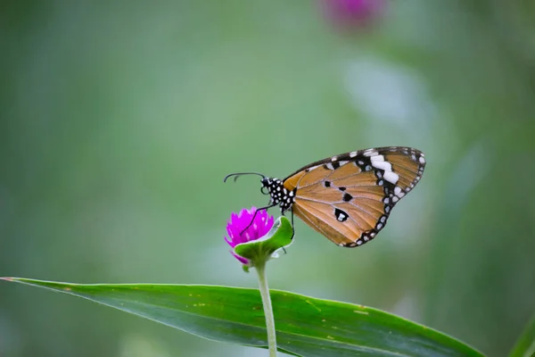 Danaus Chrysippus Известный Обычный Тигр Африканская Королева Африканский Монарх Является — стоковое фото