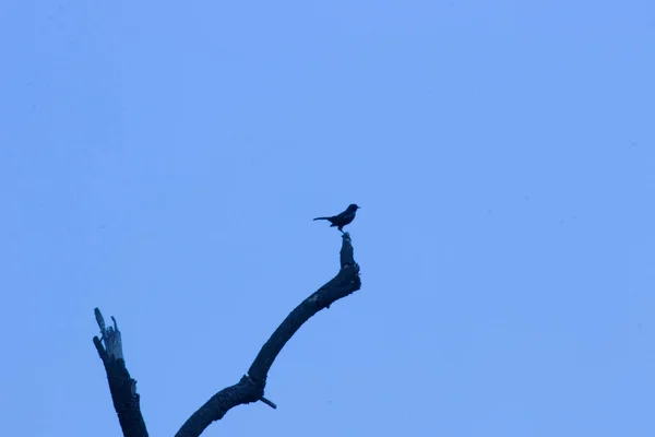 Ein Vogel Auf Der Baumkrone Vor Dem Blauen Himmel Hintergrund — Stockfoto