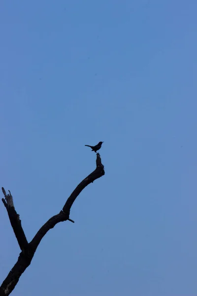 Ein Vogel Auf Der Baumkrone Vor Dem Blauen Himmel Hintergrund — Stockfoto