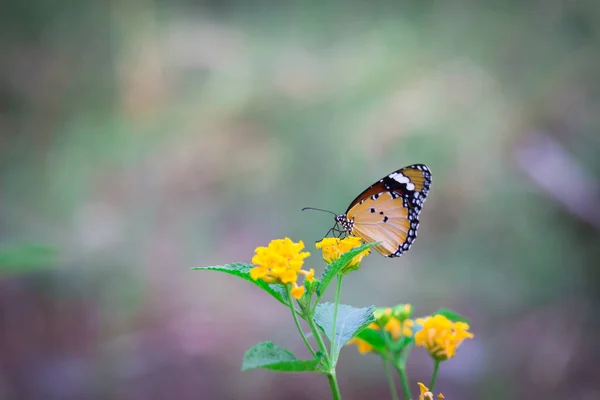 Danaus Chrysippus Noto Anche Come Tigre Regina Africana Monarca Africano — Foto Stock