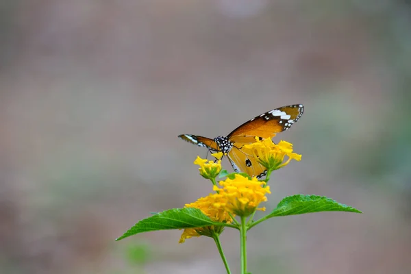 시포스 Danaus Chrysippus 아시아 아프리카에 분포하는 크기의 나비이다 민머리 Nymphalidae — 스톡 사진