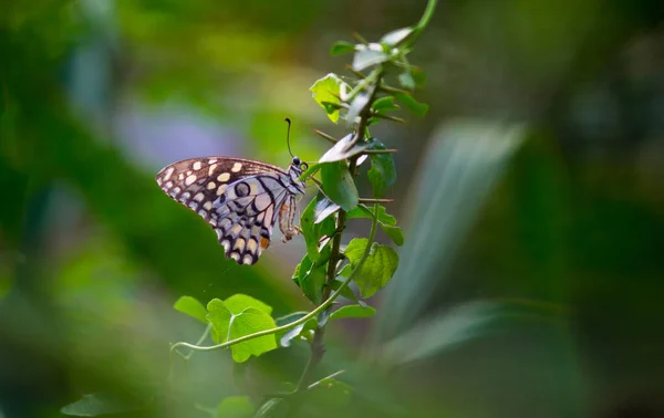 Papilio Demoleus Известковая Бабочка Широко Распространенная Ласточковая Бабочка Бабочка Известна — стоковое фото