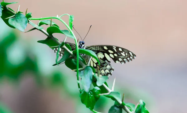 Papilio Demoleus Yaygın Bir Limon Kelebeği Kırlangıç Kelebeğidir Kelebek Aynı — Stok fotoğraf