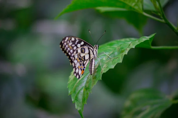 Papilio Demoleus Běžný Vápenatý Motýl Široce Rozšířený Motýl Motýl Také — Stock fotografie