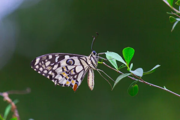 Papilio Demoleus Common Lime Butterfly Widespread Swallowtail Butterfly Butterfly Also — Stock Photo, Image