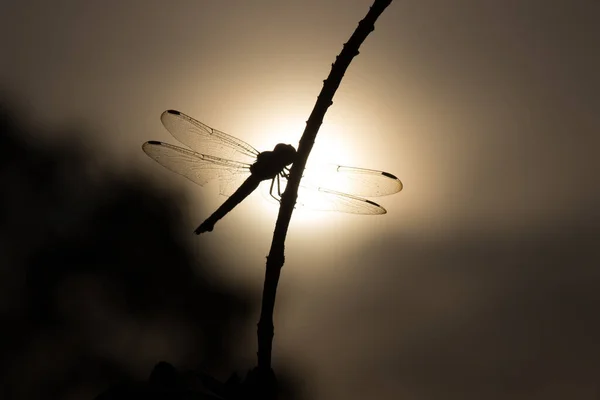 Libelle Thront Auf Stiel Auf Einem Schönen Naturhintergrund — Stockfoto