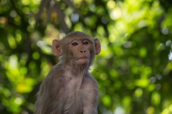 熱帯林の木の下に座っている野生動物の猿の肖像画 自然の中で猿 アカゲザルの一種 サルの肖像画クローズアップ 猿はインドの自然の森に住んでいます 遊び心のある雰囲気の中でカメラを見て面白い猿 — ストック写真
