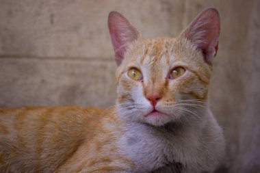 Kedi, küçük etobur memelilerin evcil bir türüdür. Felidae familyasının evcil tek türüdür ve genellikle onu ailenin vahşi üyelerinden ayıran evcil kedi olarak adlandırılır..
