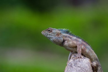 Doğu bahçe kertenkelesi (