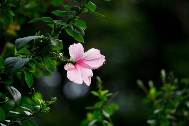 Malvaceae familyasından Hibiscus çiçeği. Hibiscus rosa-sinensis, bilinen adıyla Ayakkabı Çiçeği veya halk dilinde Çin amblemi, Çin gülü, Hawaii amblemi, gül tozu ve Hindistan 'daki bir halk parkında bahar aylarında açan ayakkabı siyahı bitkisi.