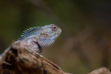 Doğu bahçe kertenkelesi (
