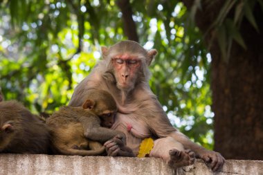  Ağacın altında bebeğini besleyen bir Rhesus anne maymunu portresi.