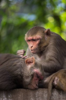 Vahşi hayatta tropikal ormandaki ağacın altında oturan maymun portresi. Doğadaki maymun. Rhesus macaque maymunu. Maymunların yakın plan portresi. Maymun Hindistan 'ın doğal ormanlarında yaşar. Komik maymun neşeli bir şekilde kameraya bakıyor..