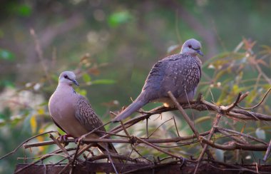 Kaplumbağa güvercini ya da doğu kaplumbağası güvercini ya da Daldaki paslı kaplumbağa güvercini olarak da bilinir.