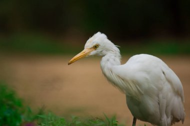 Bubulcus Ibis 'in portresi ya da balıkçıl ya da Hindistan' daki halk parkında sığır balıkçıl olarak bilinir.