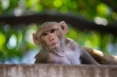 Genç maymun Rhesus Macaque olarak da bilir. Ağacın altında neşeli bir şekilde oturur ve kameraya bakar.