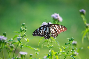 Mavi benekli süt otları kelebekleri ya da yabani otlar doğal ortamda çiçeklerle beslenen kelebekler, makro iğneler, kelebek bahçeleri., 
