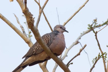  Avrupa kaplumbağa güvercini, güvercinler ve güvercinler (Columbidae) familyasının bir üyesidir. Palearktik 'in güneybatısında, kuzey Afrika dahil olmak üzere geniş bir alanda ürer ama kış mevsiminde Kuzey Sahra Afrika' ya göç eder.. 