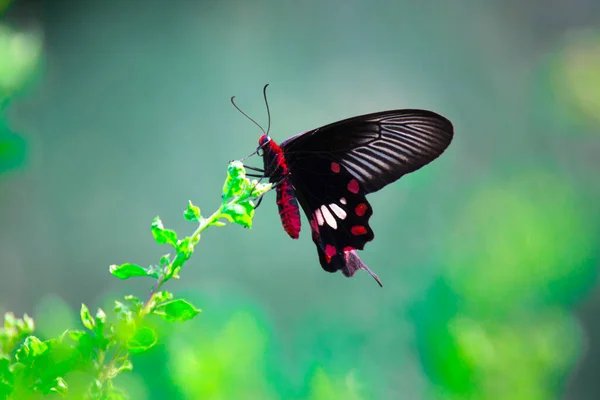 Papilio Polytes Mormón Común Una Especie Común Mariposa Cola Golondrina —  Fotos de Stock