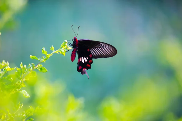 Papilio Polytes Mormon Pospolity Jest Pospolitym Gatunkiem Motyla Jaskółkoogonowego Szeroko — Zdjęcie stockowe