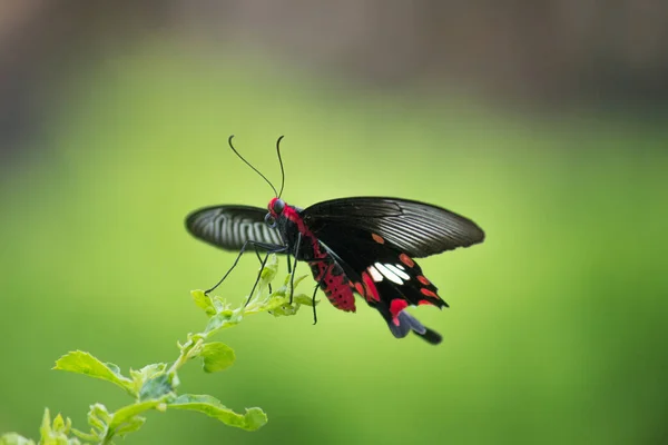 Papilio Polytes Mórmon Comum Uma Espécie Comum Borboleta Cauda Andorinha — Fotografia de Stock