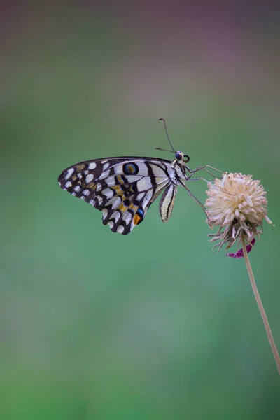 Papilio Polytes Обычный Мормон Является Распространенным Видом Бабочки Ласточницы Широко — стоковое фото
