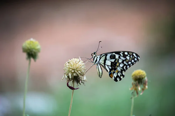 Papilio Demoleus Jest Pospolitym Szeroko Rozpowszechnionym Motylem Jaskółczym Motyl Jest — Zdjęcie stockowe