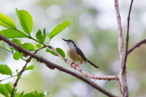 Pasăre Care Odihnește Ramura Subțire Unei Plante Tufiș Fundal Blurry — Fotografie, imagine de stoc