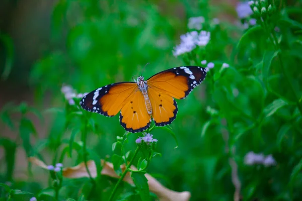 Close Plain Tiger Danaus Chrysippus Butterfly Visiting Flower Nature Public — Stock Photo, Image