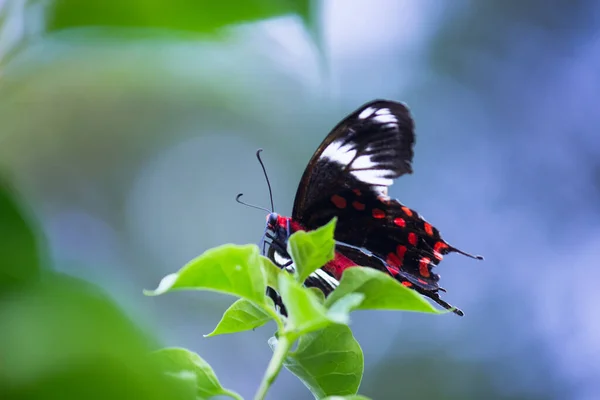 Papilio Polytes Mormon Pospolity Jest Pospolitym Gatunkiem Motyla Jaskółkoogonowego Szeroko — Zdjęcie stockowe