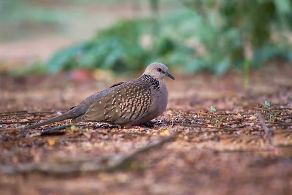 Pomba Tartaruga Europeia Membro Família Columbidae Pombas Pombos Ela Reproduz — Fotografia de Stock