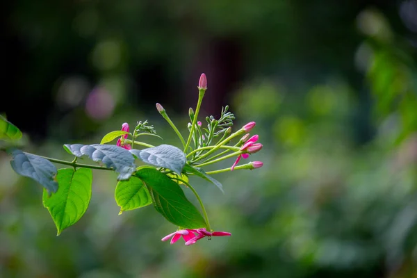 Una Flor Veces Conocida Como Flor Flor Estructura Reproductiva Que — Foto de Stock