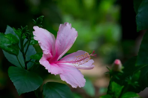 Hibiscus Flower Mallow Family Malvaceae Hibiscus Rosa Sinensis Known Shoe — Stock Photo, Image