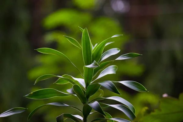 Young Plant Reflecting Sunlight Natural Environment — Stock Photo, Image
