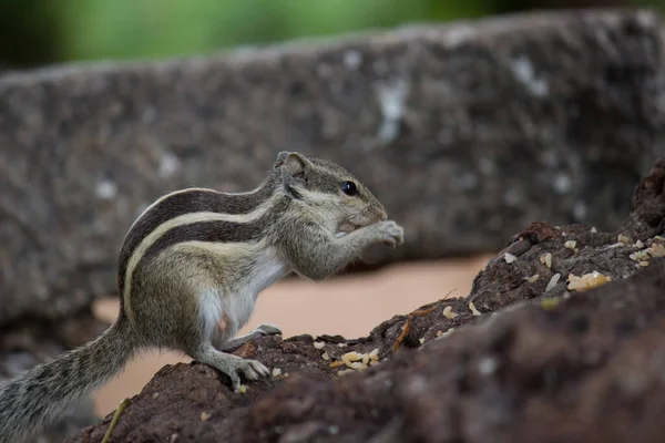 Squirrels Members Family Sciuridae Includes Small Medium Size Rodents Tree — Stock Photo, Image