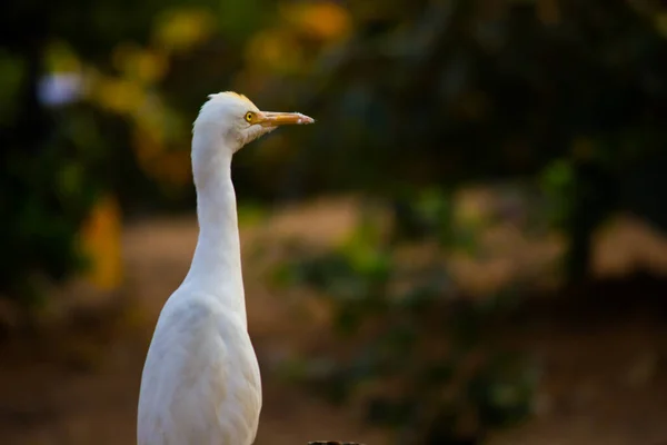 Bubulcus Ibis Heron Powszechnie Znany Jako Bydło Egret Jest Kosmopolitycznym — Zdjęcie stockowe