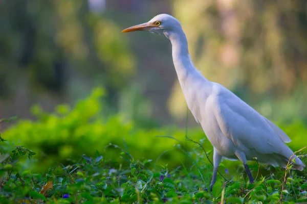 牛麋鹿 Bubulcus Ibis或Heron 或俗称牛麋鹿 Cattle Egret 是一种世界性的鲱鱼种类 见于热带 亚热带和暖温带地区 牠们是牠们中唯一一个单型属的成员 — 图库照片