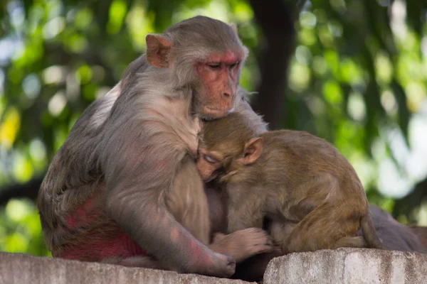 Potret Kera Ibu Rhesus Memberi Makan Bayinya Bawah Pohon — Stok Foto